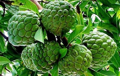 অনন্য দেশি ফল ‘শরিফা’